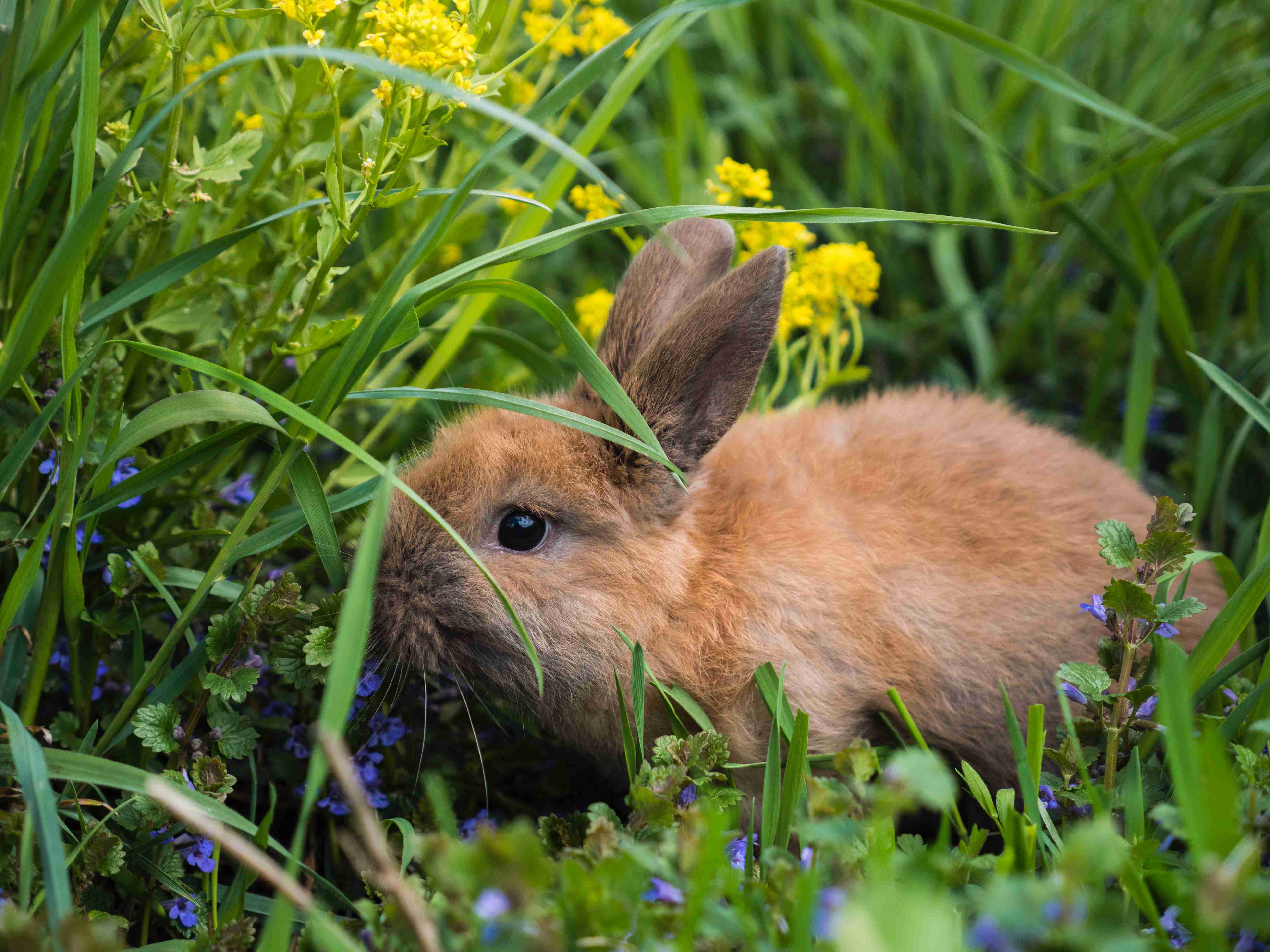Exploring the Pros and Cons: Can Rabbits Thrive in Outdoor Environments?